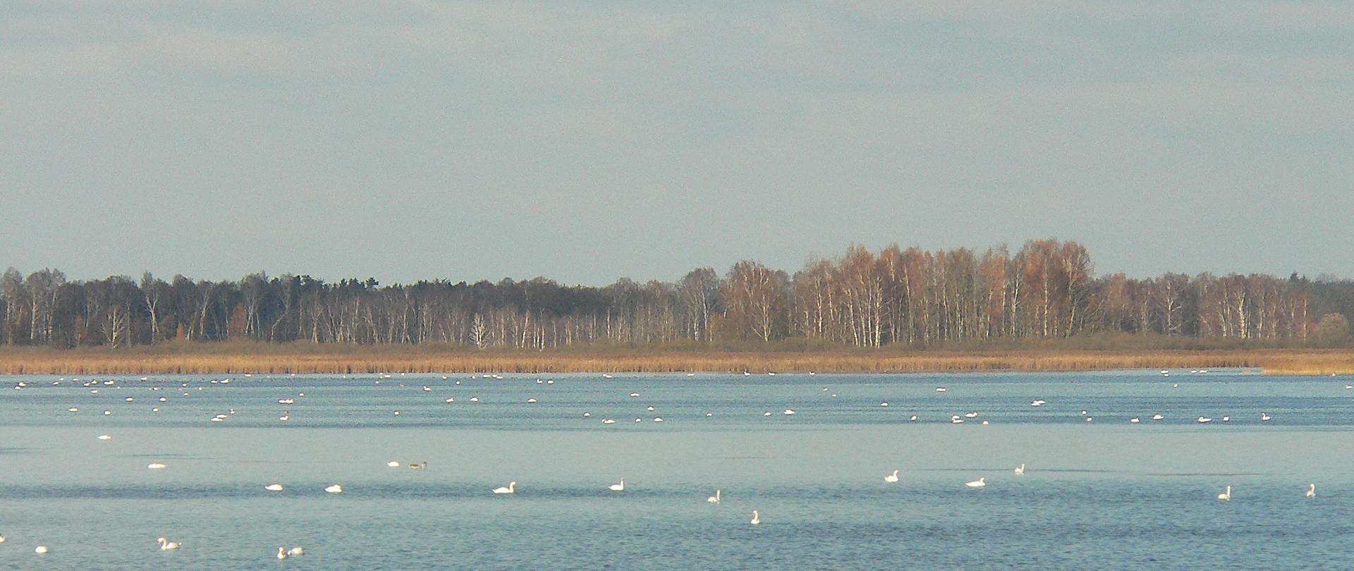 Zdjęcie przedstawia widok na Jezioro Łuknajno.