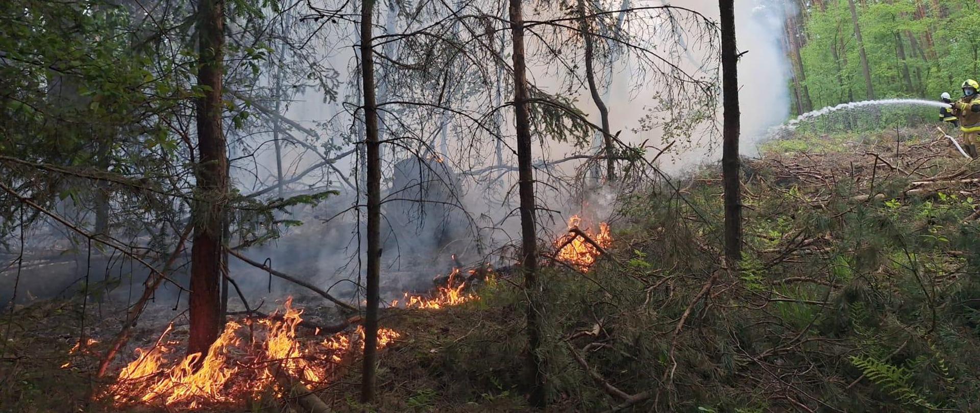 Pali się las. Strażacy podają prądy wody celem ograniczenia rozwoju pożaru. Widoczne płomienie trawiące sciółkę leśną i gęsty dym unoszący się nad lasem 