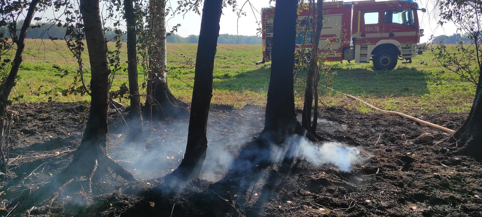 Pożar poszycia leśnego – gm. Braniewo 