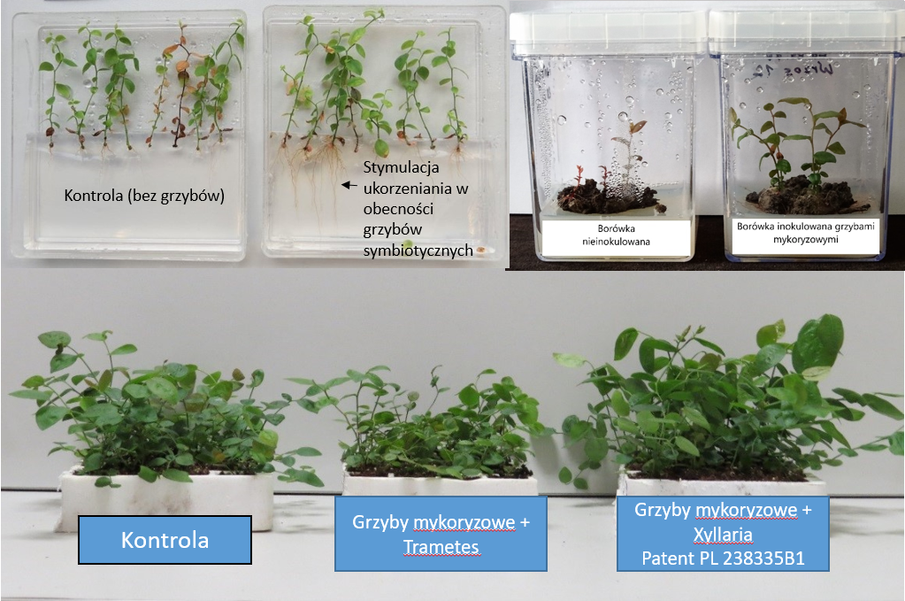 Uprawa borówki amerykańskiej cv. bluecrop in vitro oraz w zmodyfikowanym podłożu post in vitro 