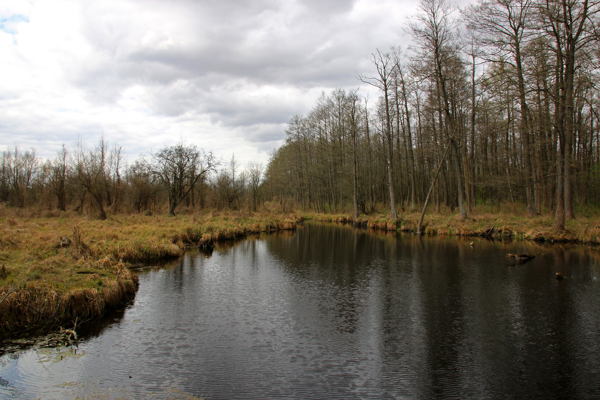 Biebrza mokradła