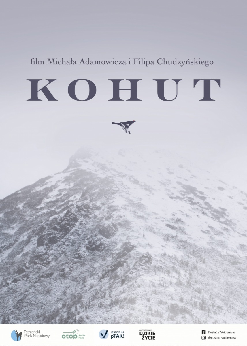 plakat filmu "Kohut"