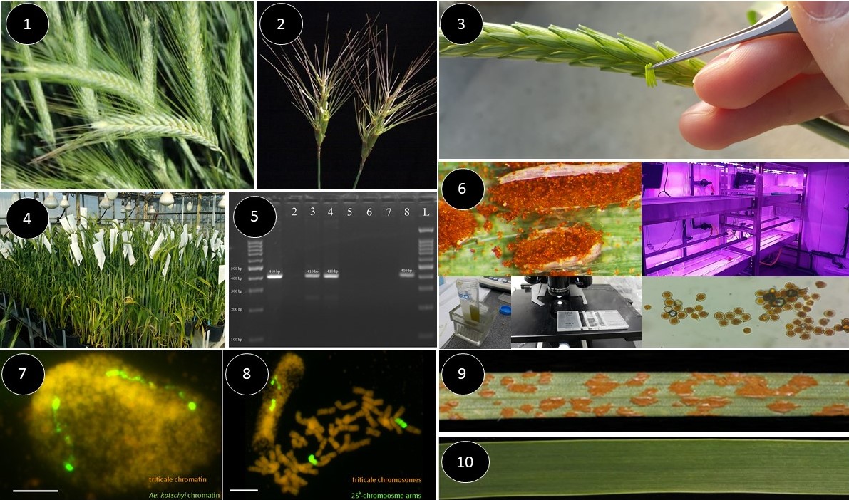 (1) Triticale var. Secundo; (2) chamois(Aegilops kotschyi); (3) pollination of triticale with chamois pollen; (4) isolation of pollinated triticale ears; (5) molecular analyses of resistance gene markers; (6) resistance tests; (7) identification of chamois DNA (chromatin) in triticale cell nucleus; (8) chromosome translocations; (9) leaf of triticale plant infected with Pucinnia fungi (symptoms of brown rust); (10) absence of infection in triticale plant with resistance gene transferred from chamois.