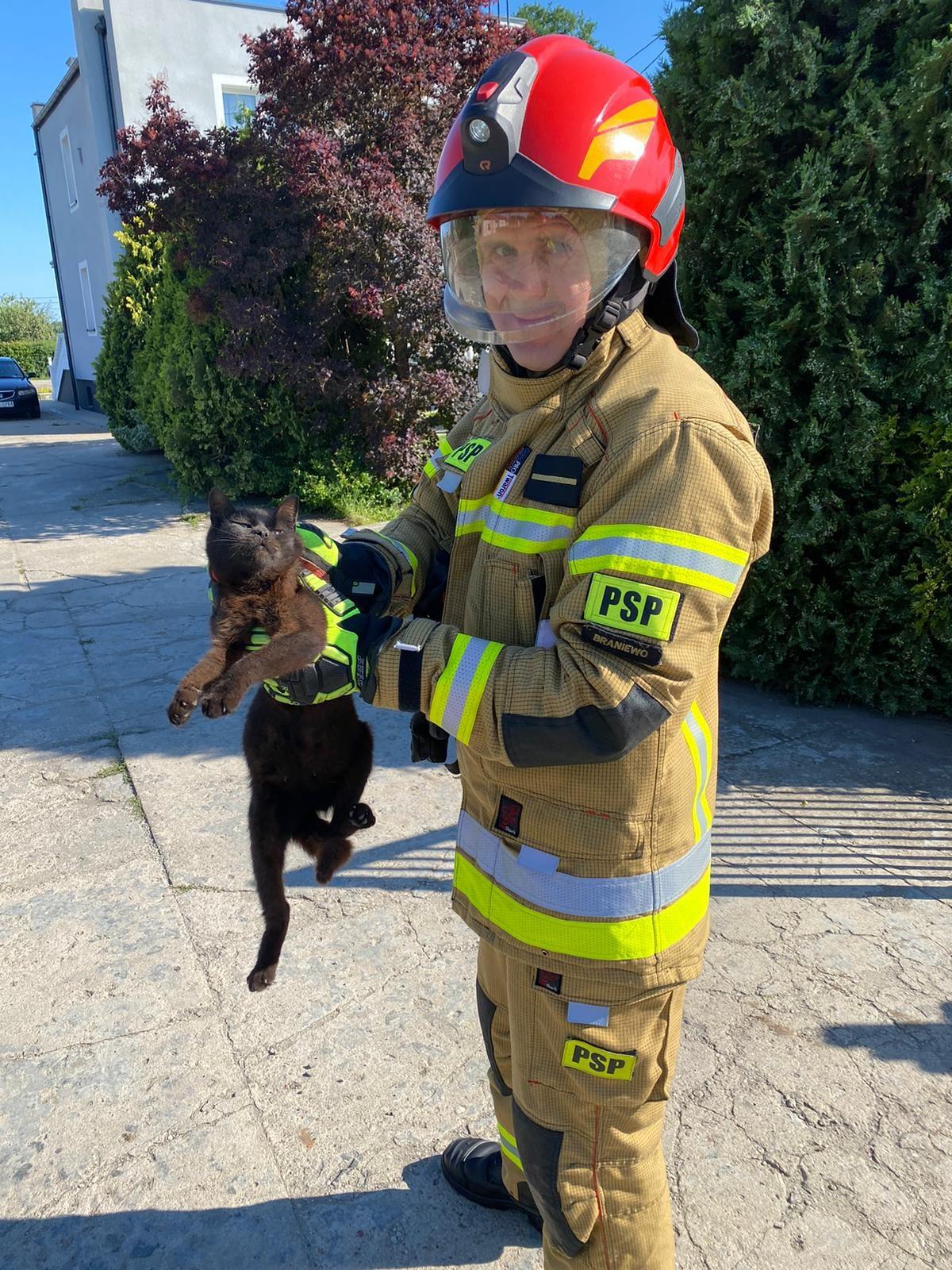 Strażacy pomogli kotu – Braniewo