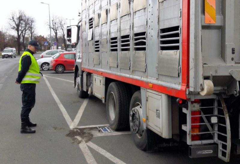 Za wysoką ciężarówkę przewożącą za dużo bydła skontrolował patrol ITD. 