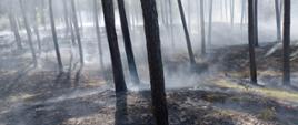 Pożar lasu Mikoszewo