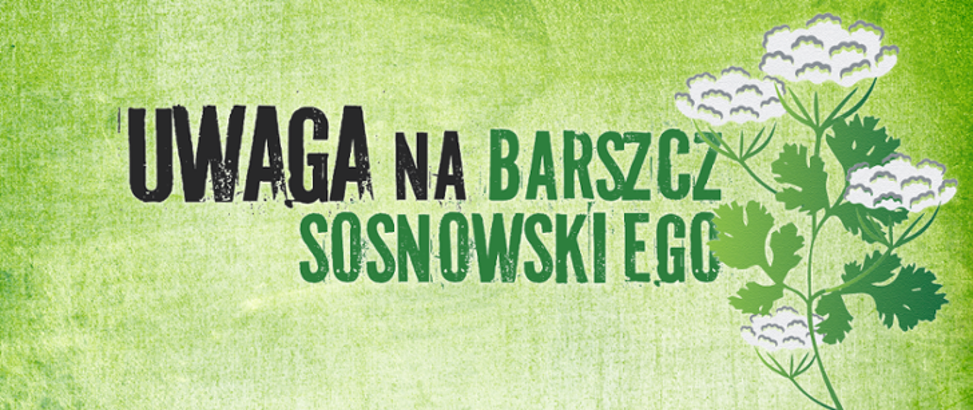 Napis na zielonym tle Uwaga na barszcz Sosnowskiego. Z prawej strony rysunek barszczu ; Białe kwiaty, zielone liście 