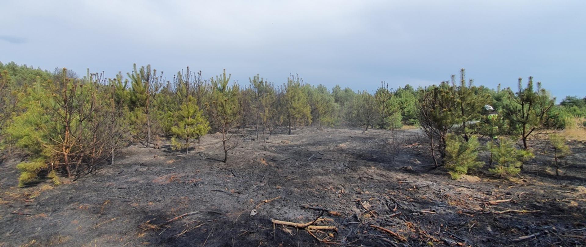 Zdjęcie przedstawia pogorzelisko poszycia leśnego oraz nadpalone pojedyncze drzewa