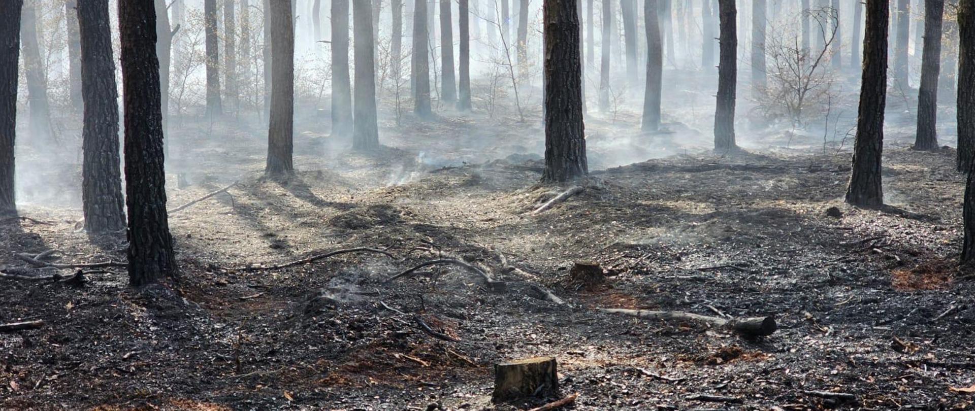 Spalony las po pożarze