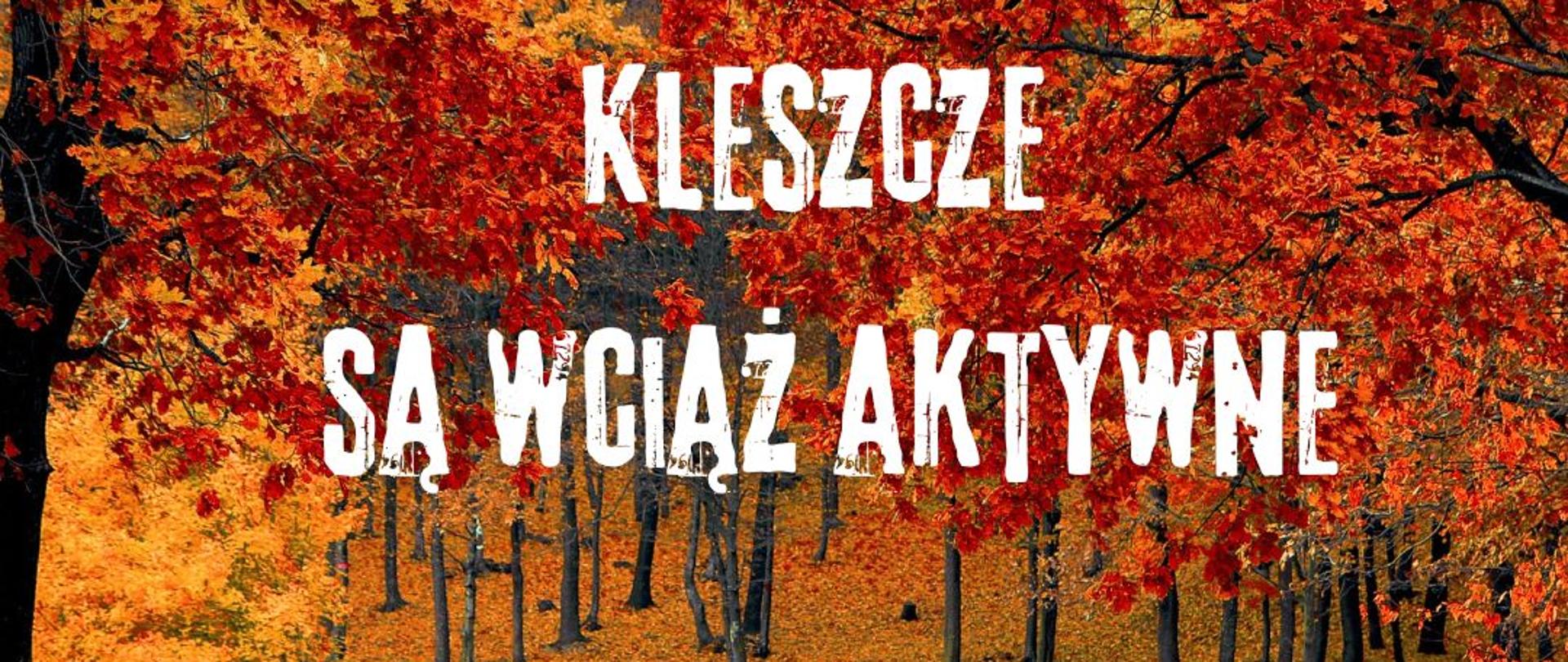 Kleszcze są wciąż aktywne