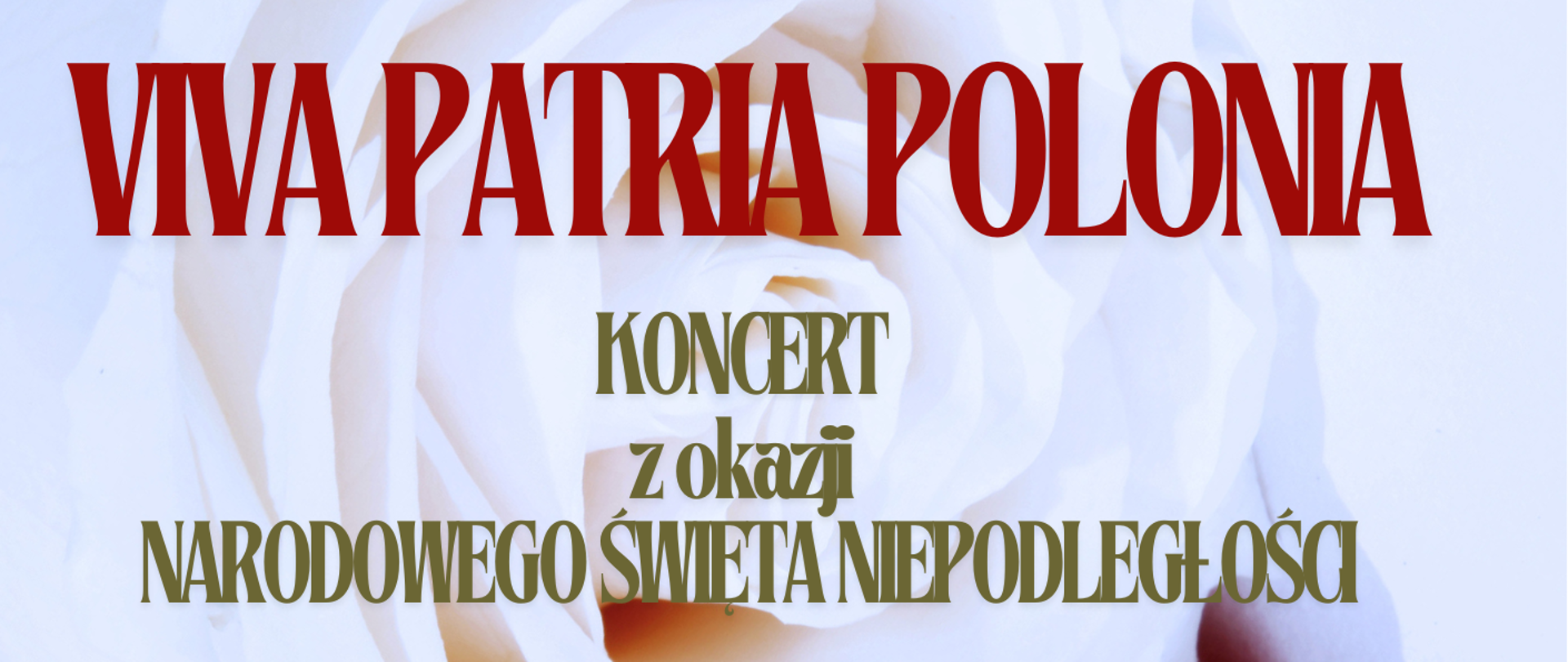 Główne tło stanowią kwiaty: dwie róże położone pąkami na sobie. Biała na czerwonej co odzwierciedla kolory flagi Polski. Napisy: Koncert VIVA PATRIA POLONIA, 12 listopada 2024 r. godz. 17:00, Sala koncertowa im. Stefana Strahla Filharmonia Dolnośląska, ul. Piłsudskiego 60, 58-500 Jelenia Góra