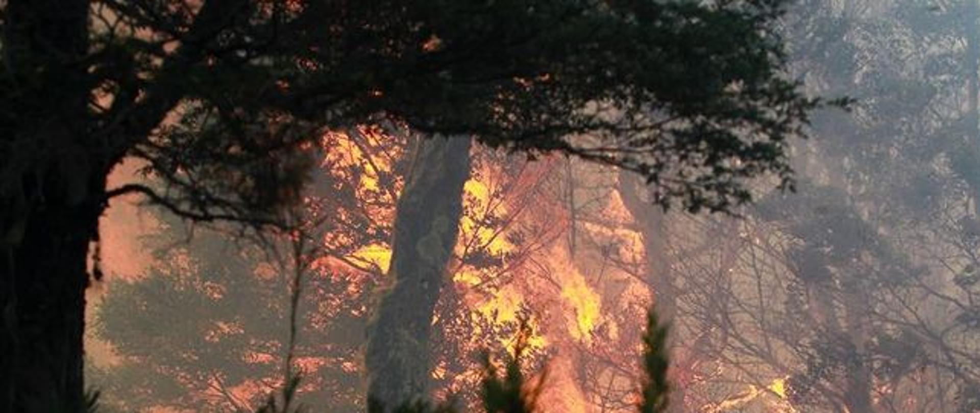 Incendios-el sur de Chile