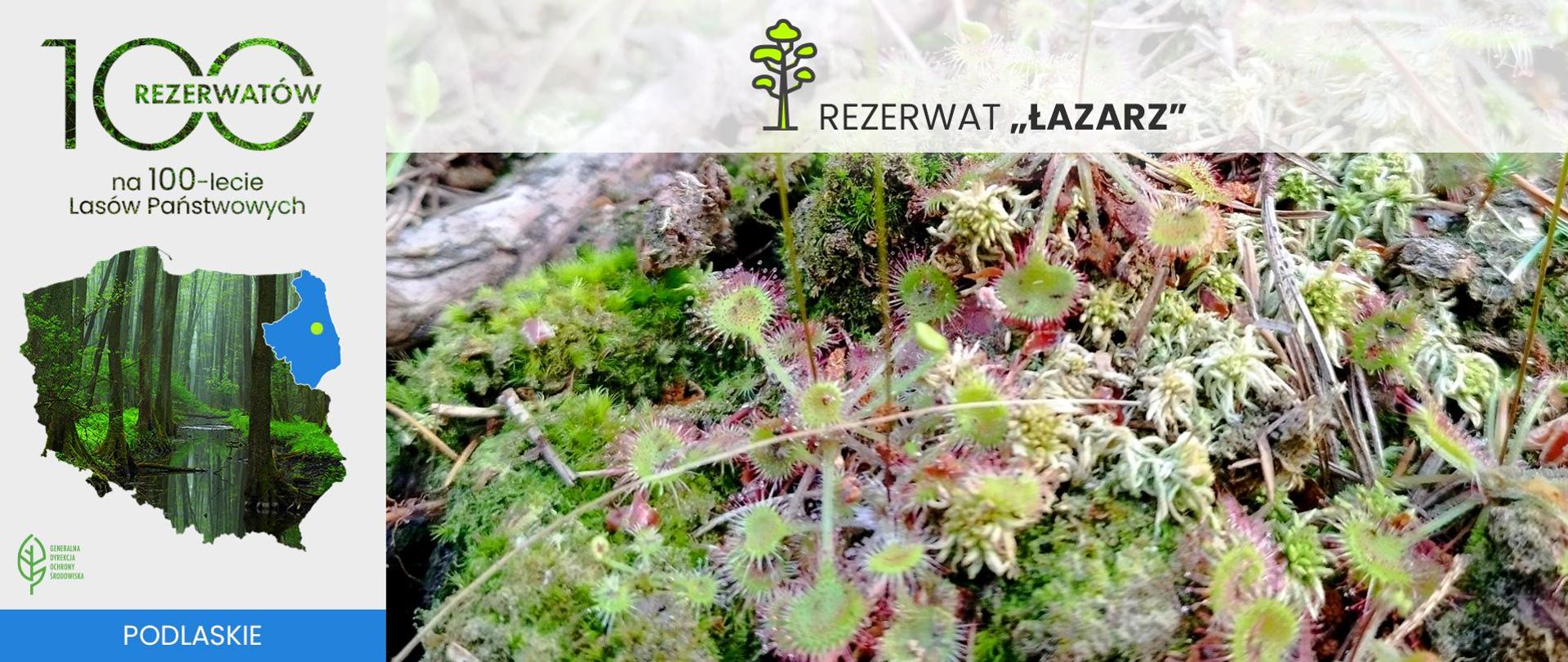 Planowany rezerwat "Łazarz"