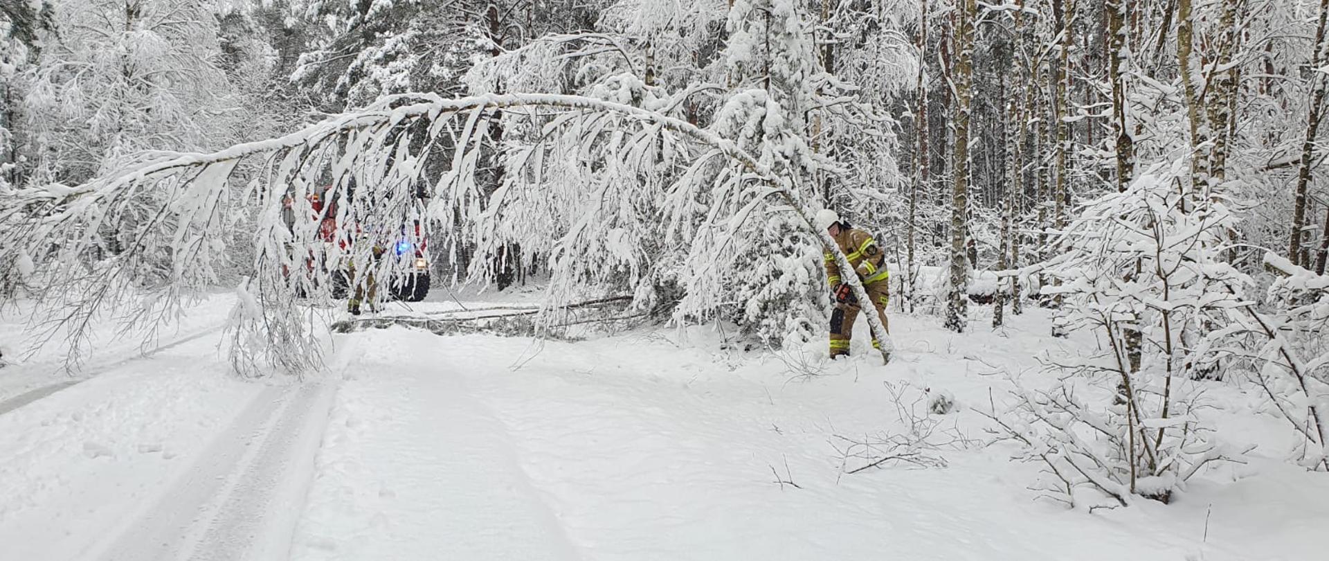 Usuwanie pochylonych drzew. Strażacy usuwają pochylone drzewo nad jezdnią za pomocą pilarki.