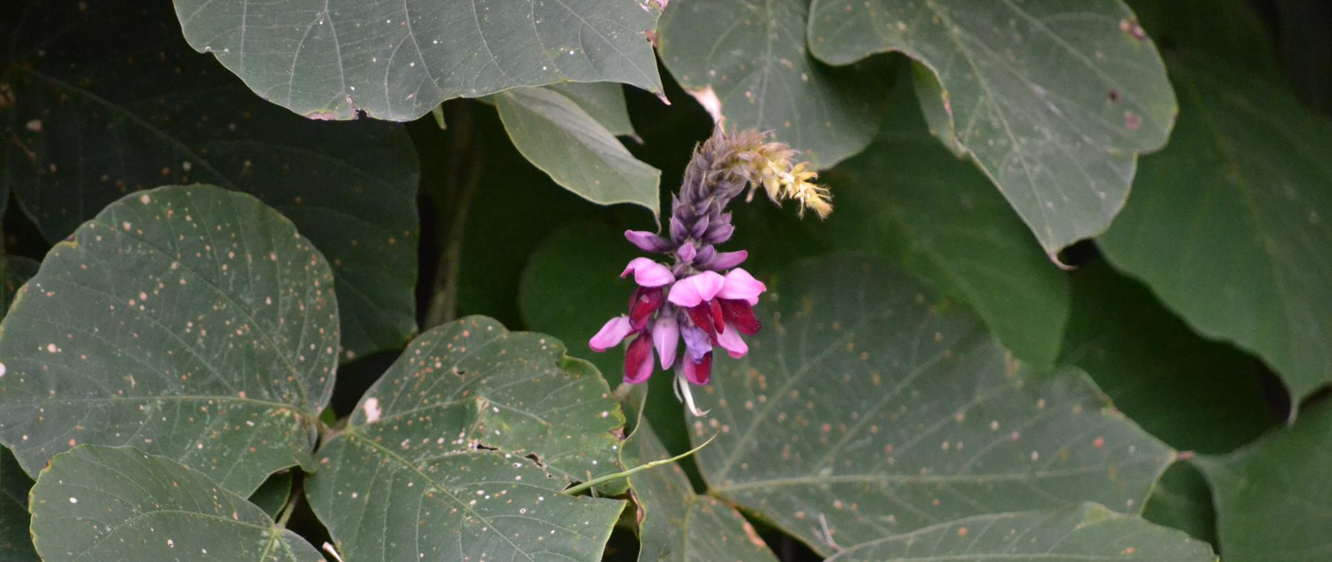 Na tle zielonych liści o kształcie sercowatym rośnie pojedynczy, fioletowy kwiat opornika łatkowatego.