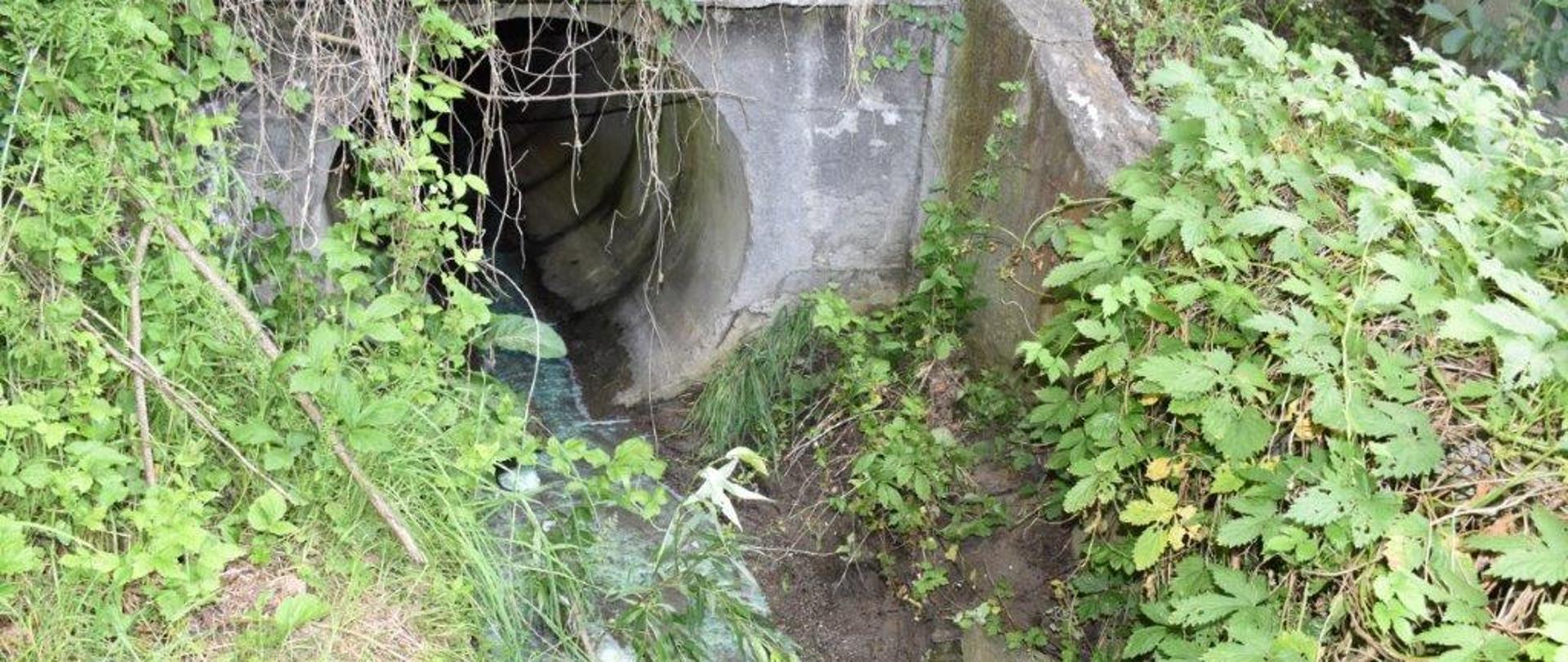Kanał betonowy obrośnięty zielenią z którego wypływa zanieczyszczona woda