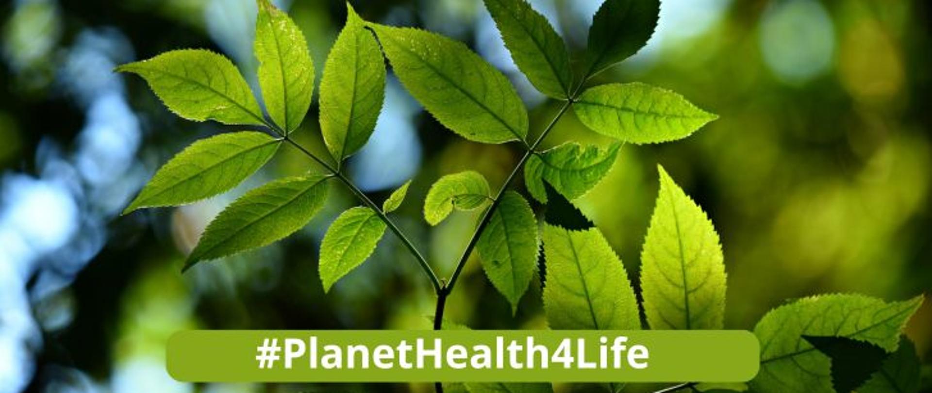 Pośrodku zielone gałązki, poniżej na zielonym polu jasny napis #PlanetHealth4Life