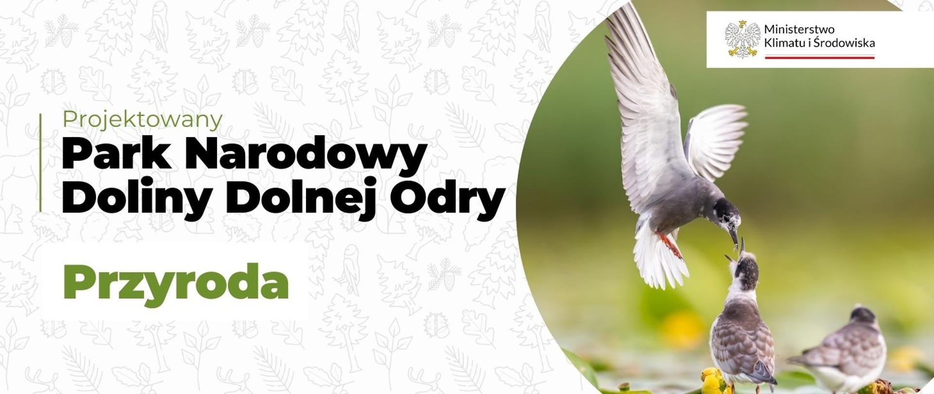 Park Narodowy Doliny Dolnej Odry - Przyroda