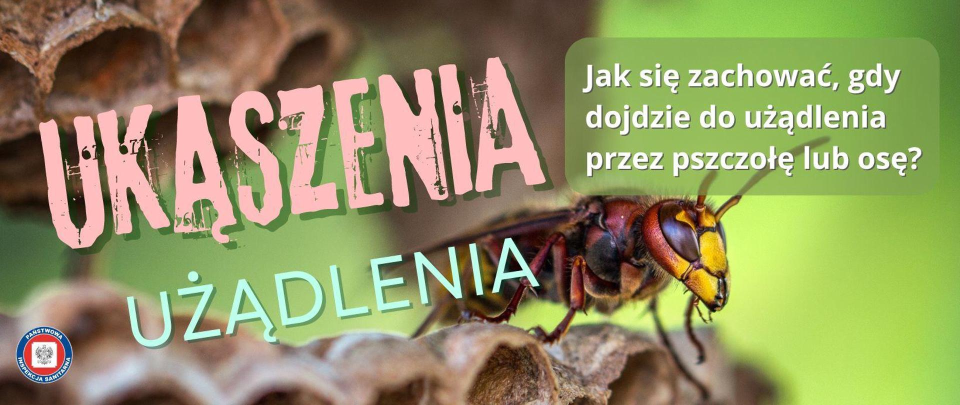 Osa siedząca na plastrach gniazda