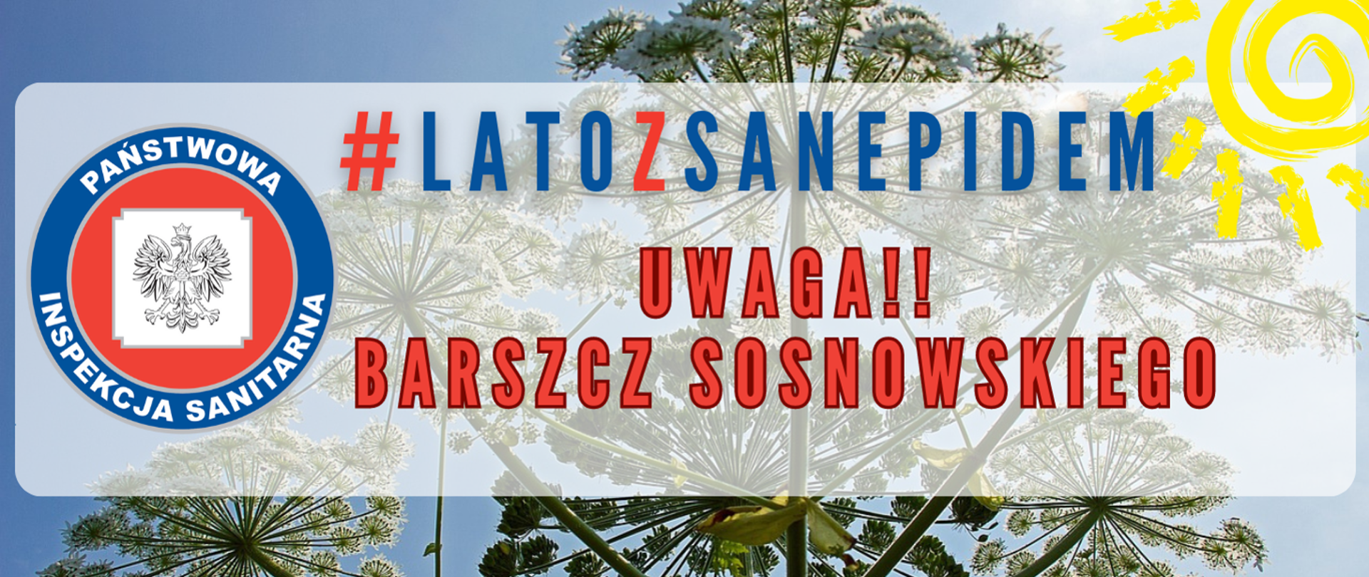 Grafika przedstawia roślinę z białym kwiatostanu w kształcie kopuły. Na obrazku napis: #latozsanepidem Uwaga!! Barszcz Sosnowskiego