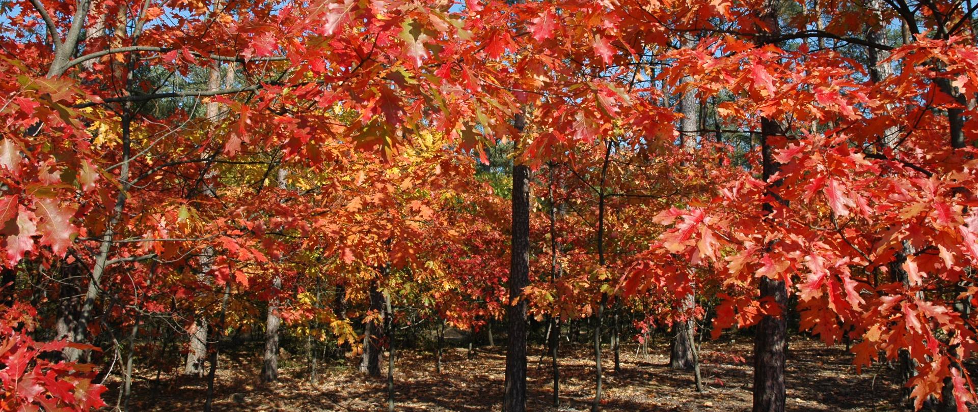 Na zdjeciu kilka drzew o czerwonych liściach jest to dąb czerwony. 