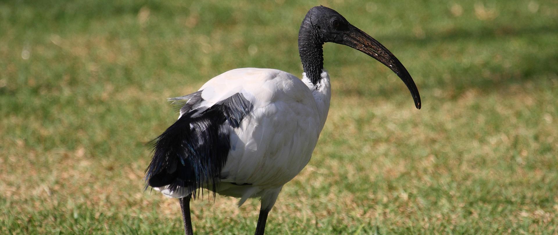 Po zielonej trawie chodzi ibis czczony o białych piórach, czarnej szyi, nogach, głowie i dziobie.