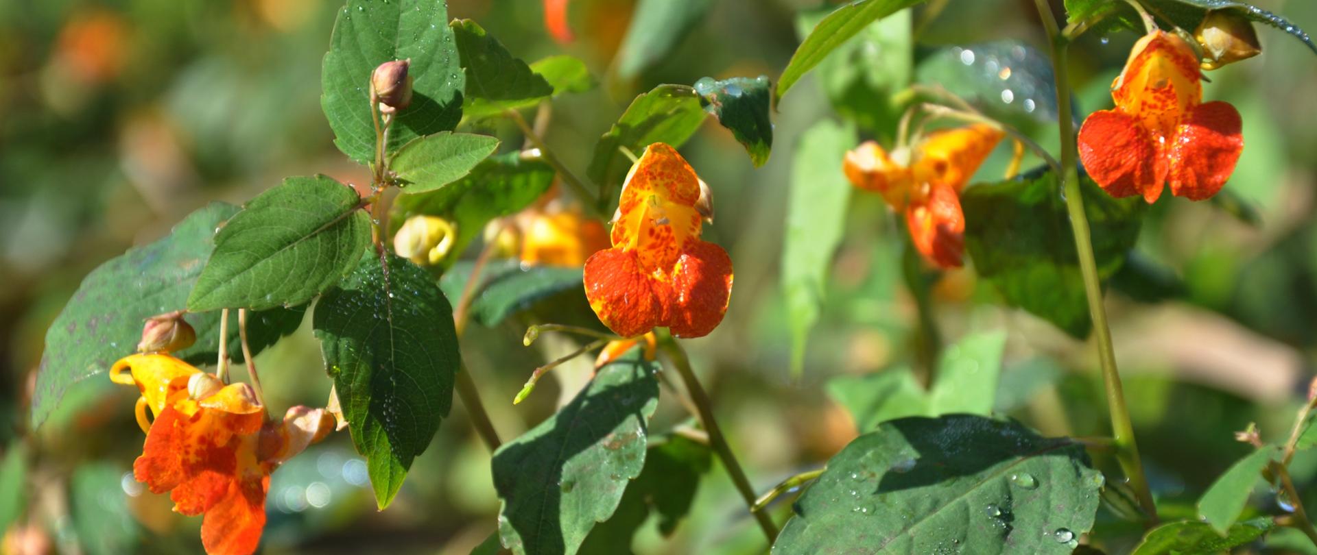 W przybliżeniu pokazane są pomarańczowe kwiaty niecierpka pomarańczowego oraz zielone liście w kształcie jajowatym.