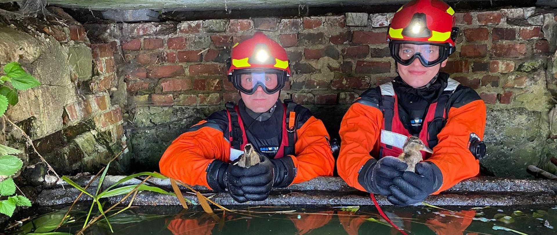 Dwóch strażaków w pomarańczowych specjalnych kombinezonach do pracy w wodzie i czerwonych hełmach na głowach, trzymają w rekach dwie małe kaczki.