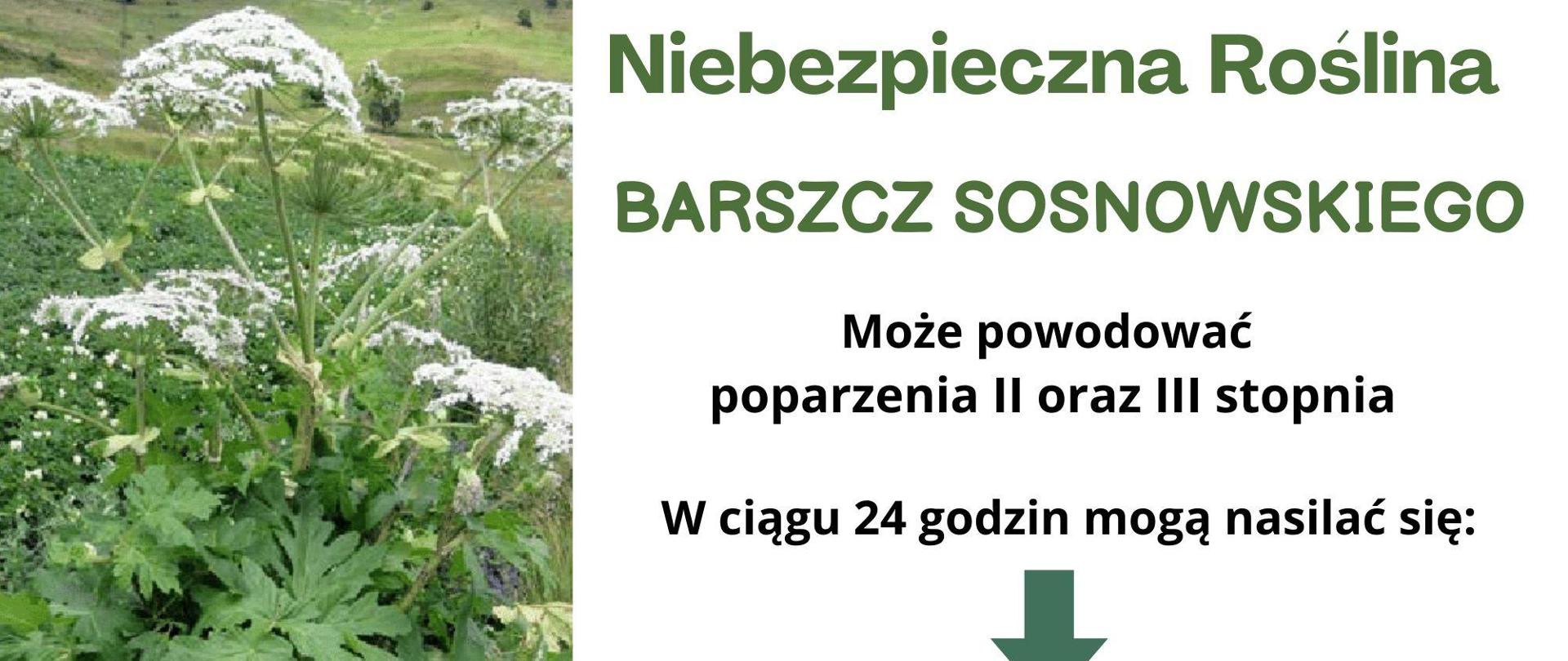 Barszcz Sosnowskiego