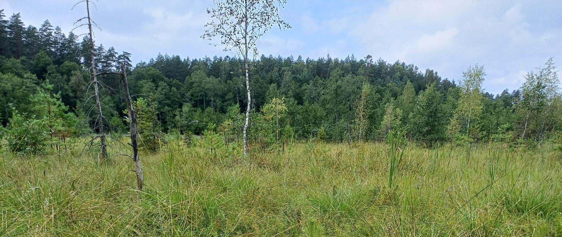 W centralnej części torfowisko alkaliczne, w oddali drzewostan.