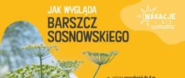 Uważajmy na barszcz Sosnowskiego - format panorama