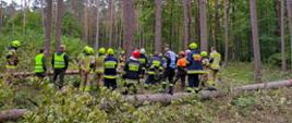Środek lasu. Grupa strażaków wysłuchuje wskazówek pilarza przed szkoleniem praktycznym. Część drzew powalonych. Na zdjęciu również dwóch przedstawicieli Lasów Państwowych.
