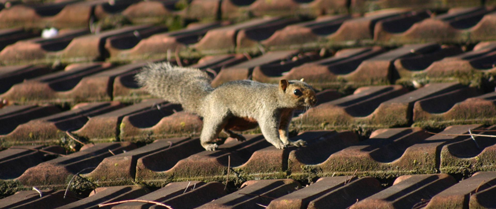 Po środku wiewiórczak rdzawobrzuchy o burej sierści spacerujący po dachu.
