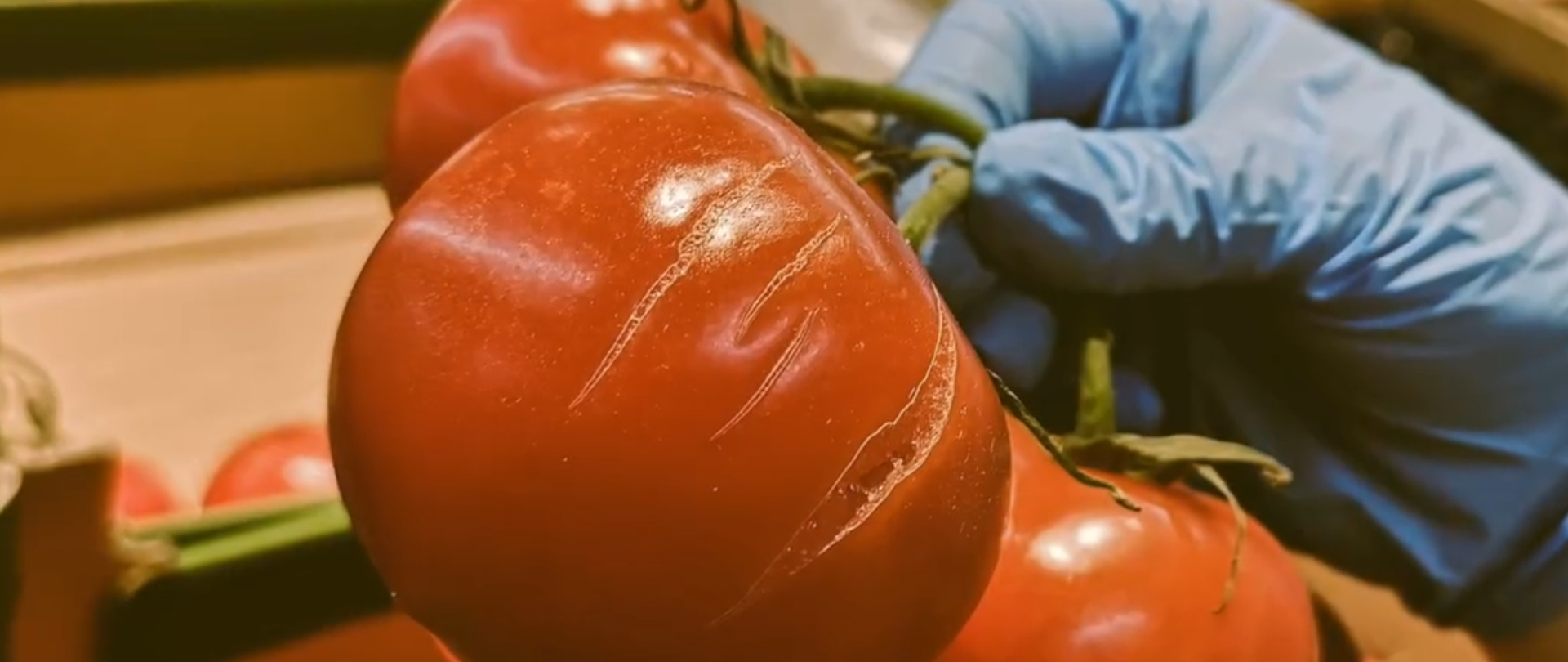 Kontrola jakości świeżych owoców i warzyw. Na zdjęciu uszkodzony pomidowr