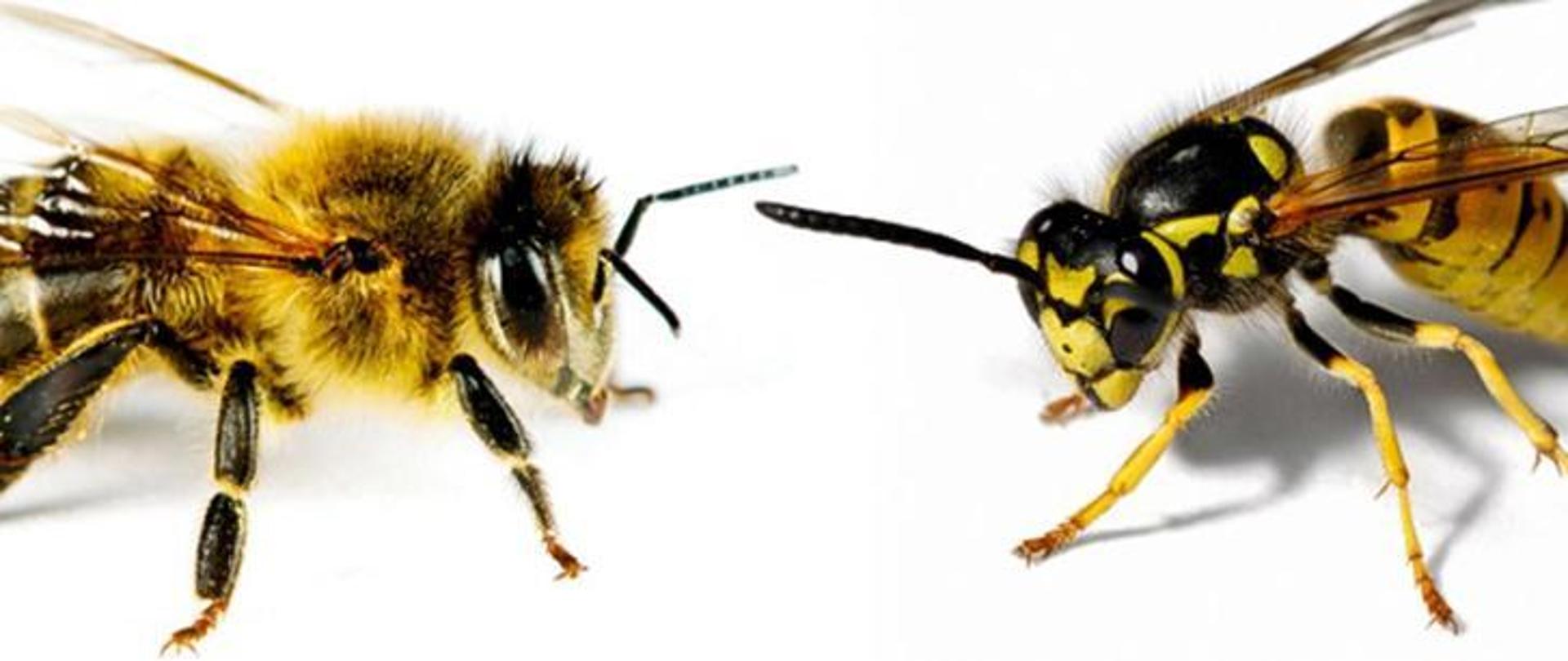 Na zdjęciu widać dwa owady błonkoskrzydłe. Po lewej stronie znajduje się pszczoła po prawej osa. Oba owady posiadają barwę żółto - czarną. Tło zdjęcia jest w kolorze białym.