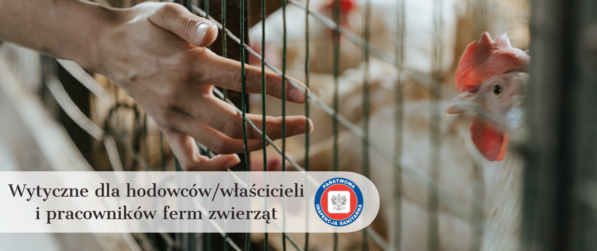 Kura znajduje się w klatce, a dłoń zbliża się, próbując ją dotknąć. Poniżej napis "Wytyczne dla hodowców/właścicieli i pracowników ferm zwierząt". 