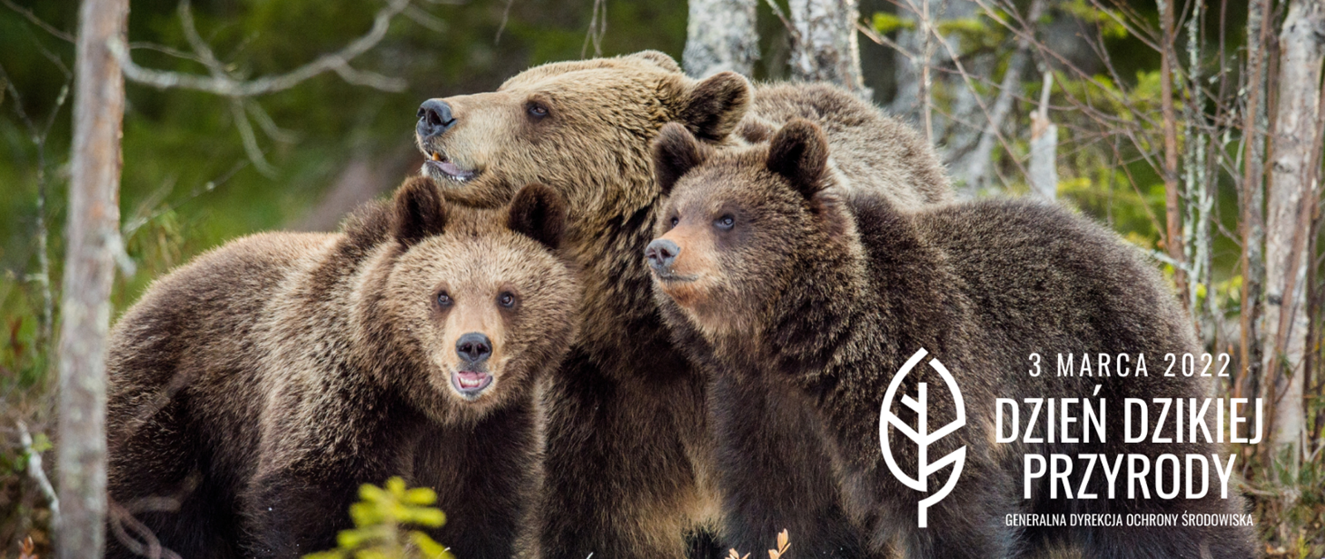 Niedźwiedzie brunatne w lesie. Samica niedźwiedzia z młodymi.