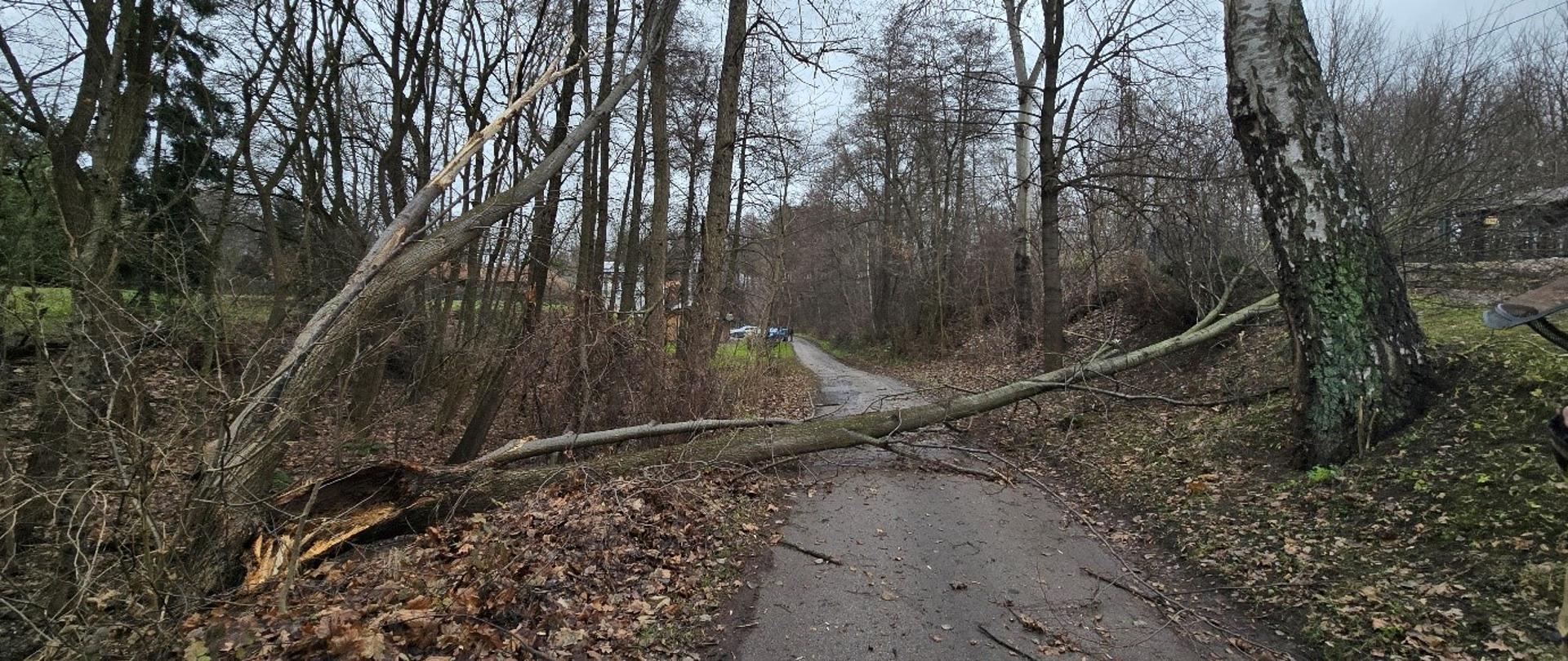 Połamane drzewa przez silny wiatr - powiat wielicki