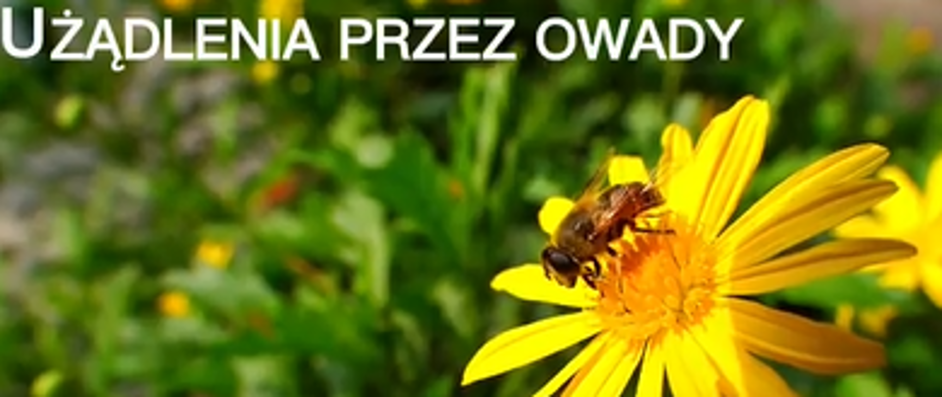 Fotografia pszczoły siedzącej na żółtym kwiatku, powyżej napis białą czcionką: "Użądlenia przez owady".