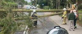 Drzewo leżące na jezdni