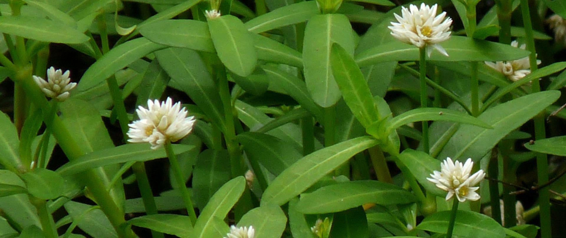 Na zdjęciu liczne białe kwiatostany Alternanthera philoxeroides wśród zielonych liści i łodyg tej rośliny.
