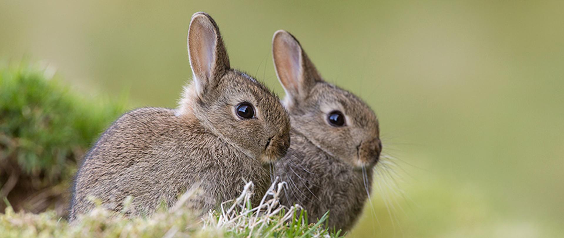 Na zielonej trawie dwa osobniki królika, oba o brązowoszarej sierści. 