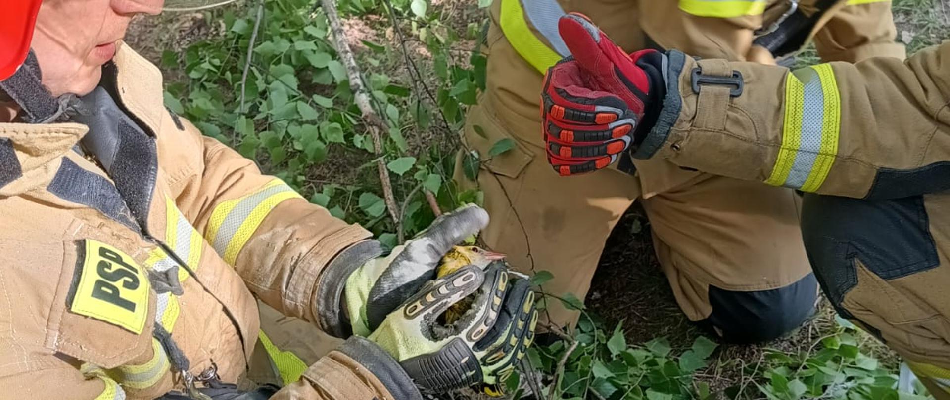Na zdjęciu strażak w umundurowaniu specjalnym trzyma w rękach wilgę uwolnioną z drzewa. 