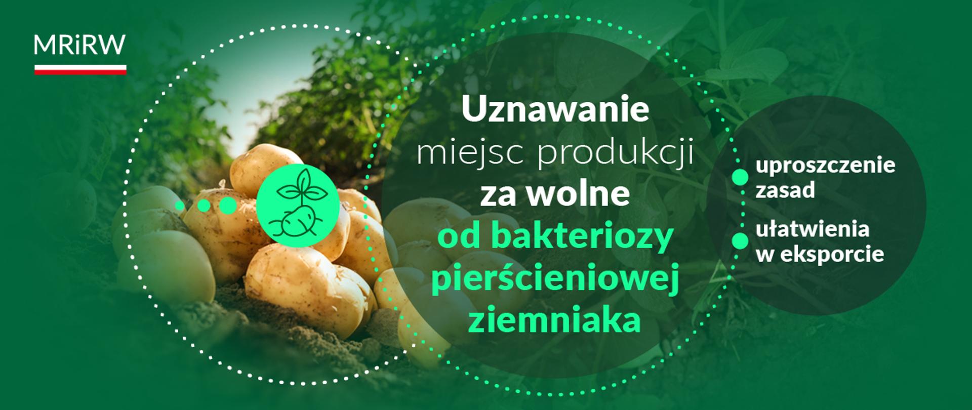 Ułatwienia w eksporcie ziemniaków