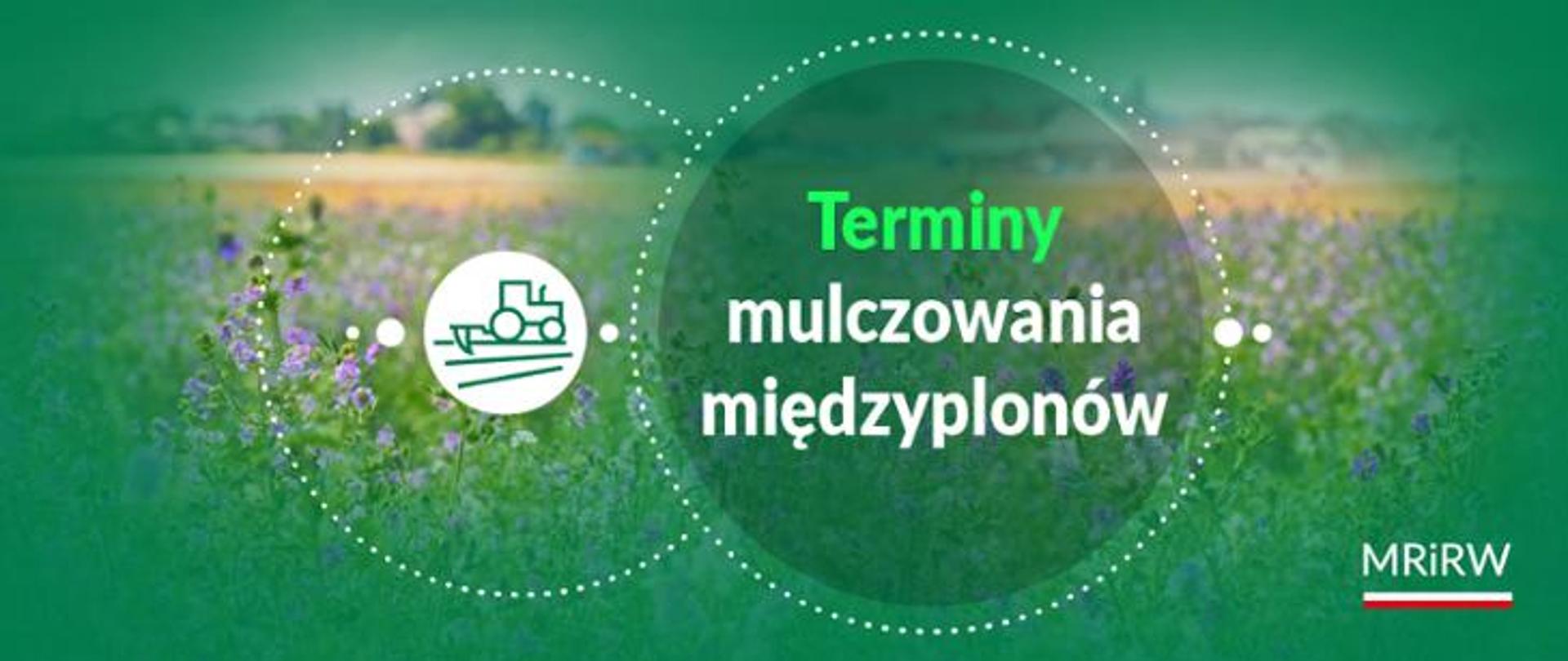 MRiRW_mulczowanie międzyplonów