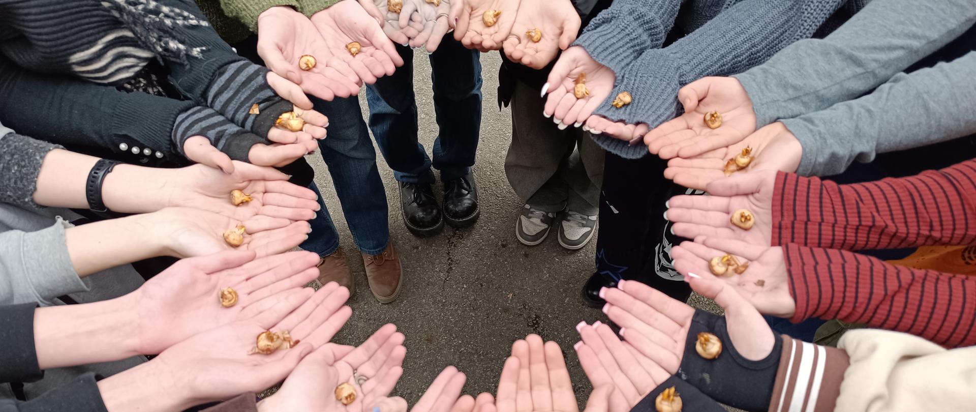 Otwarte dłonie kilkunastu osób ułożone w krąg, na dłoniach cebulki krokusów