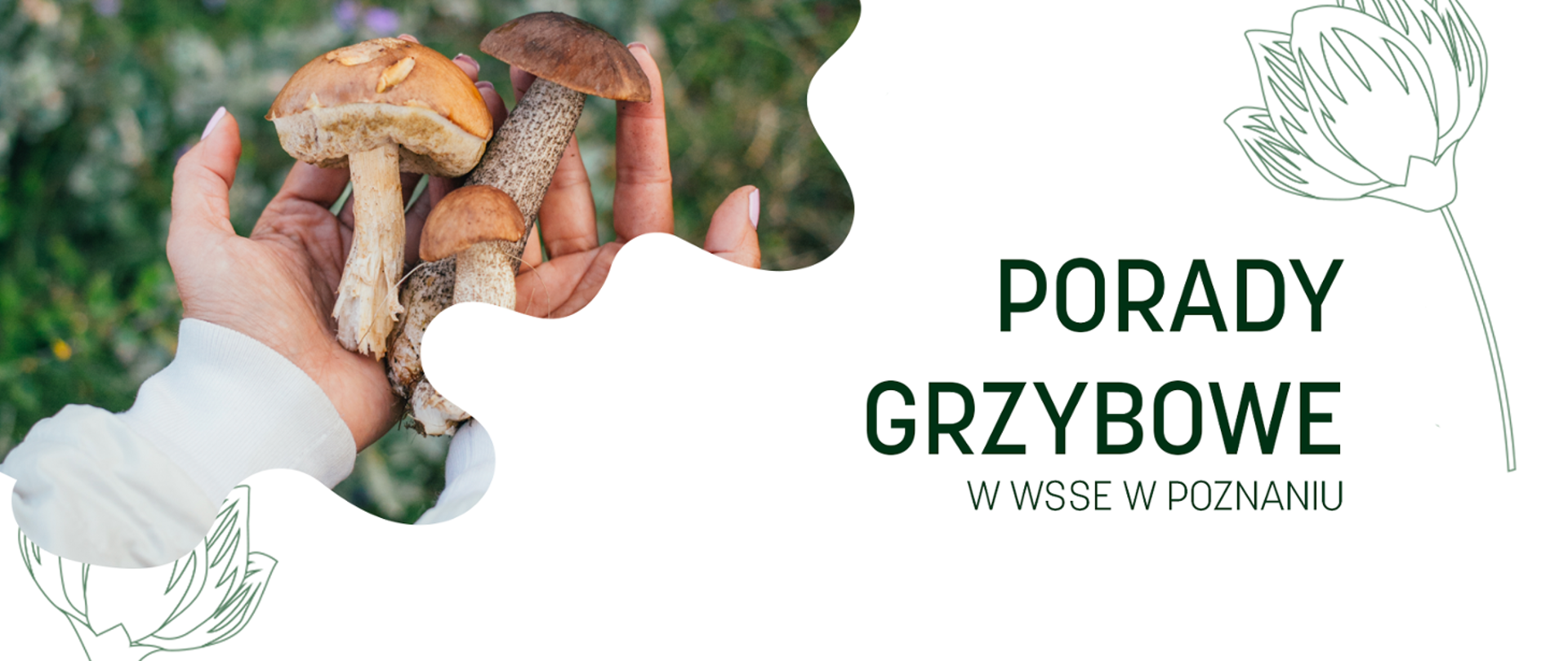 PORADY GRZYBOWE W WSSE W POZNANIU BANER, ZDJĘCIE GRZYBÓW