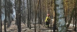Pożar lasu i zboża w Baranowicach