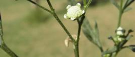 Na zielonych licznie rozgałęzionych łodyżkach wyrastają białe kwiaty partenium ambrozjowatego.