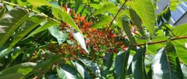 W centralnej części zdjęcia liczne, czerwone, małe listki z nasionem w środku - są to owoce Bożodrzewa gruczołowatego. Po bokach mnóstwo zielonych liści.